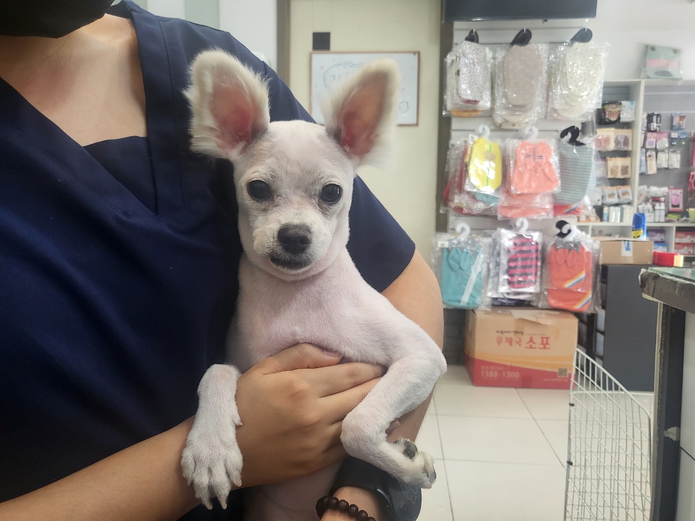 보호중 믹스견의 가…